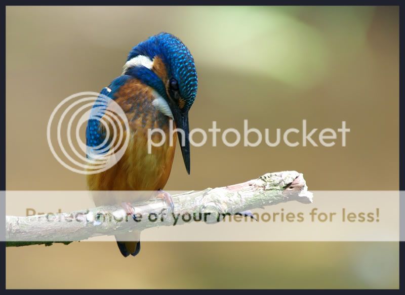kingfisher44.jpg
