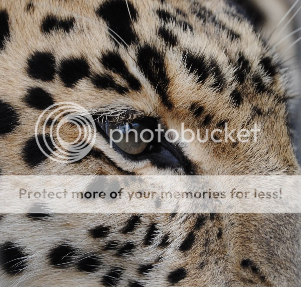 AmurleopardPaulBeattiedigitalphotography.jpg