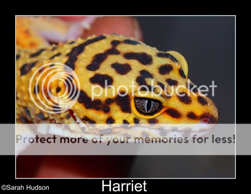 Harriet.jpg