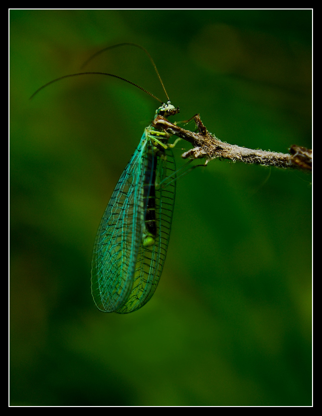 Little_green_flutter_wing_by_MessiahKhan.jpg