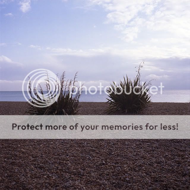 Brighton10-BeachBushes.jpg