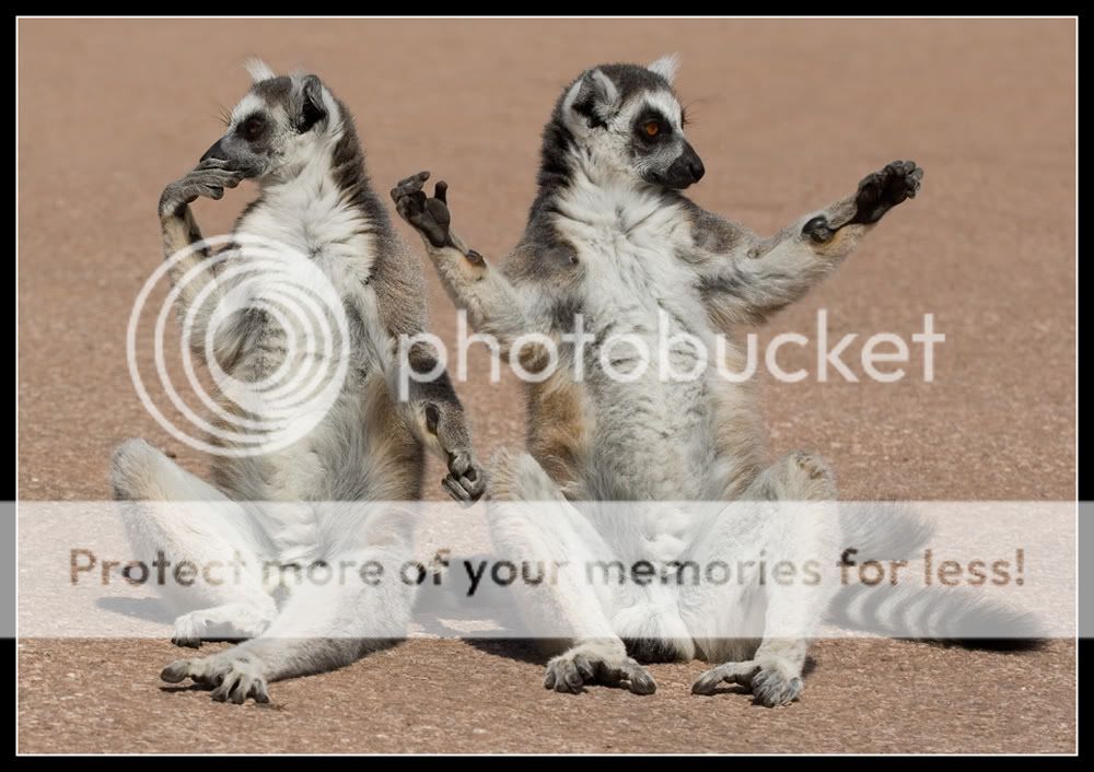 Lemur2.jpg