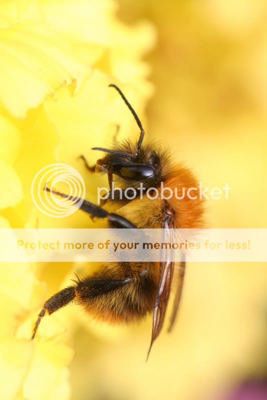 Bumblebee0832.jpg