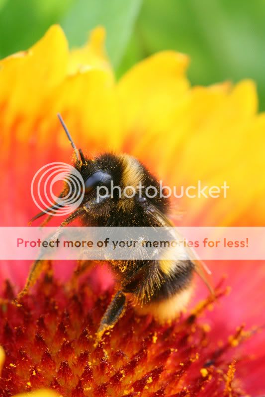 bumblebees0799.jpg