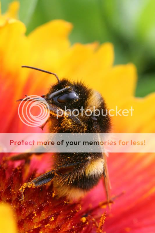bumblebees0802.jpg