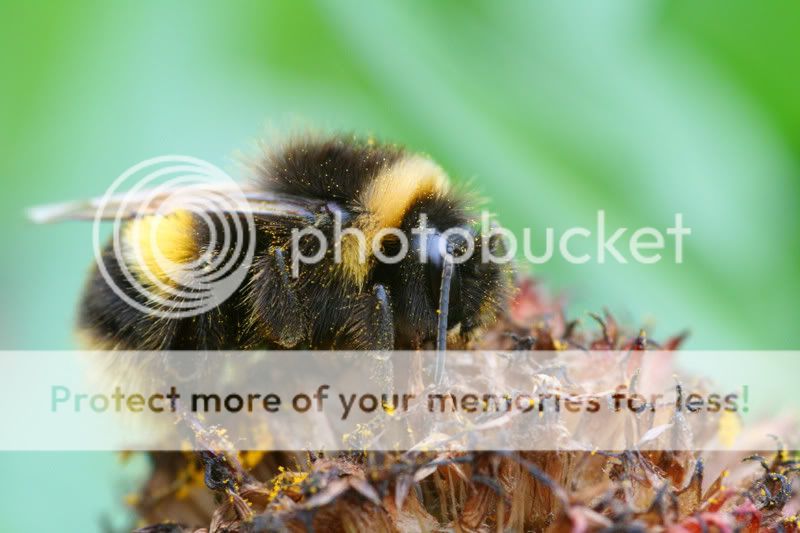 bumblebeeweb0819.jpg