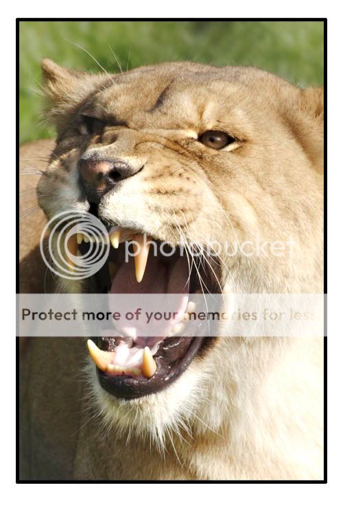 Lionessroar.jpg