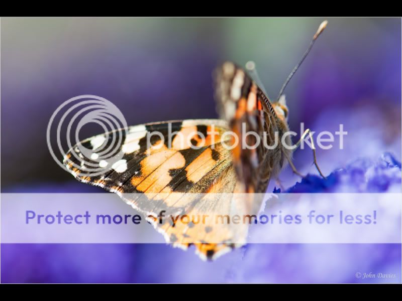 Butterflies-12.jpg
