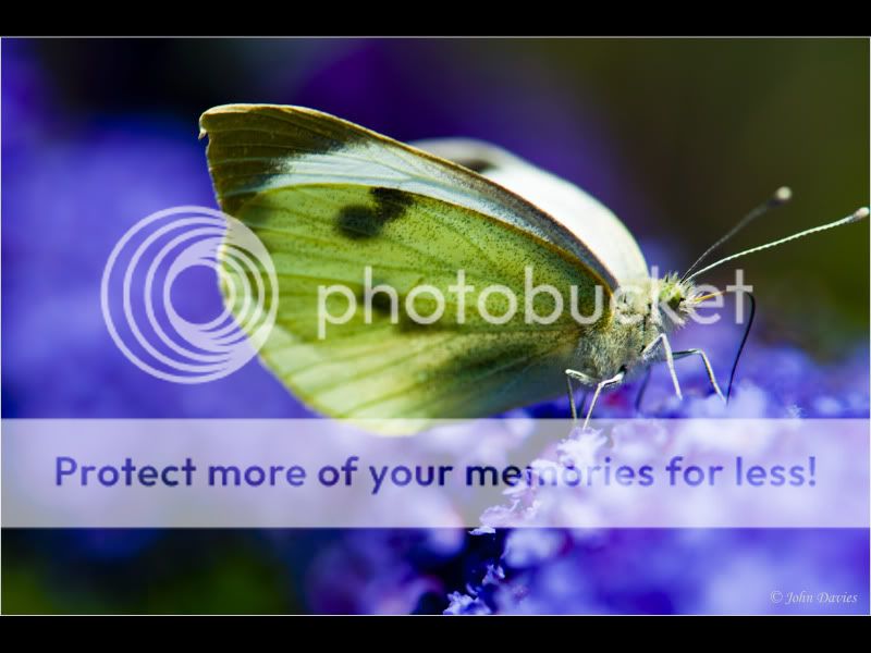 Butterflies-21.jpg