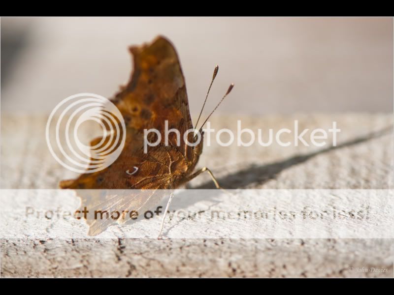 Butterflies-25.jpg