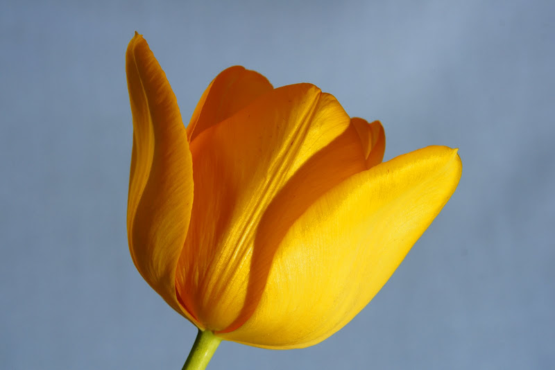 Tulip%201.jpg