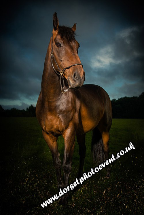 Fine_Art_Equestrian_Portraits_Dorset.jpg