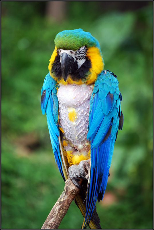 Parrot(framed%20small).jpg