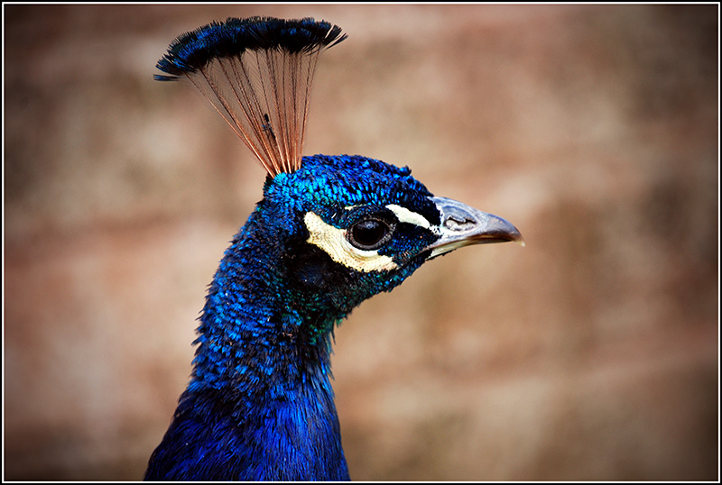 Peacock2(framed%20small).jpg