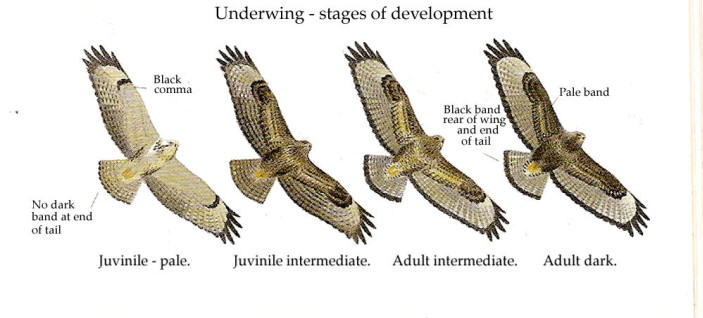 Buzzard-stages-France.jpg