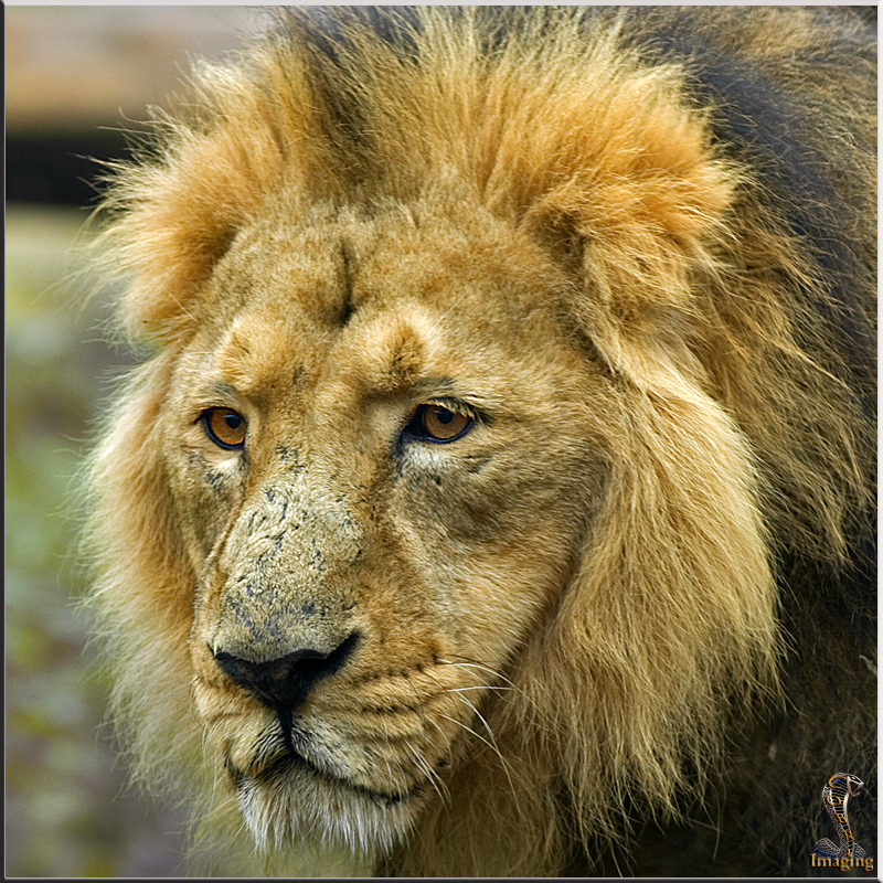 Lion[1].jpg