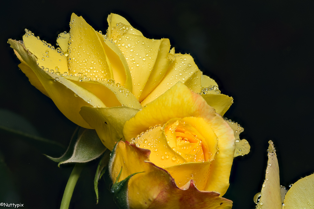 TP_Natures_Colours_Yellow_Rose.jpg