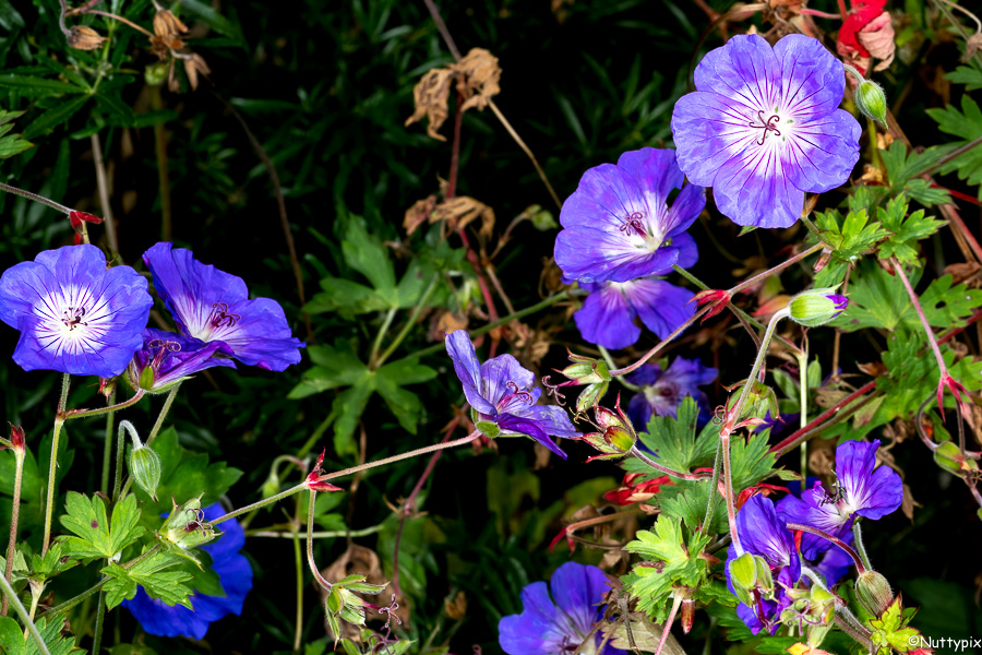TP_flower_blue_red.jpg