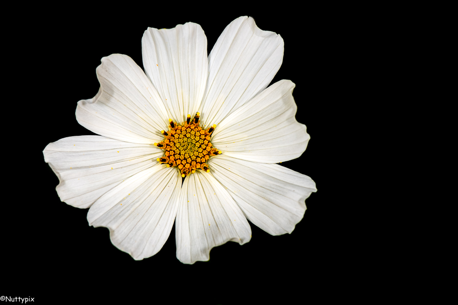 TP_flower_white_Cosmos.jpg