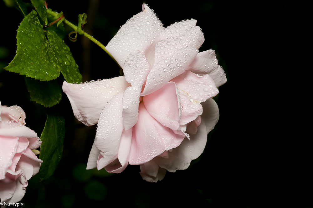 TP_flowers_Pink_Rose.jpg