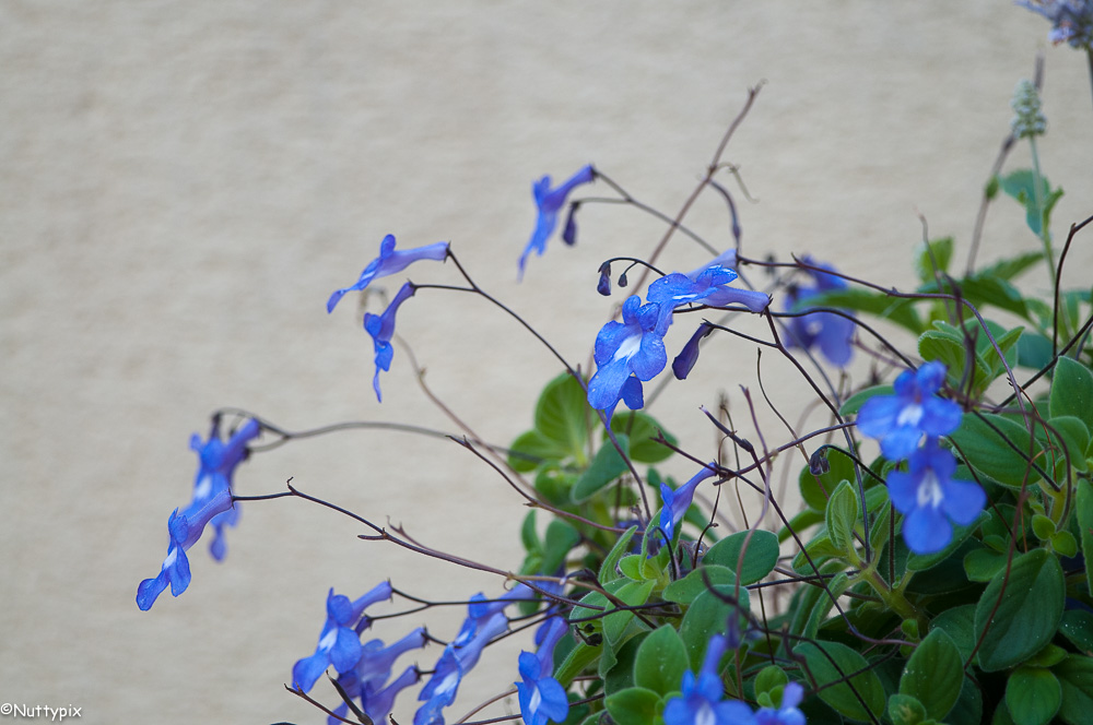 TP_flowers_blue.jpg