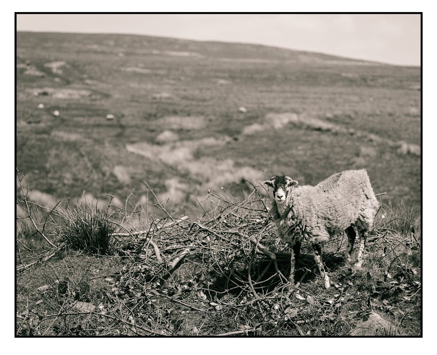 sheep-1.jpg