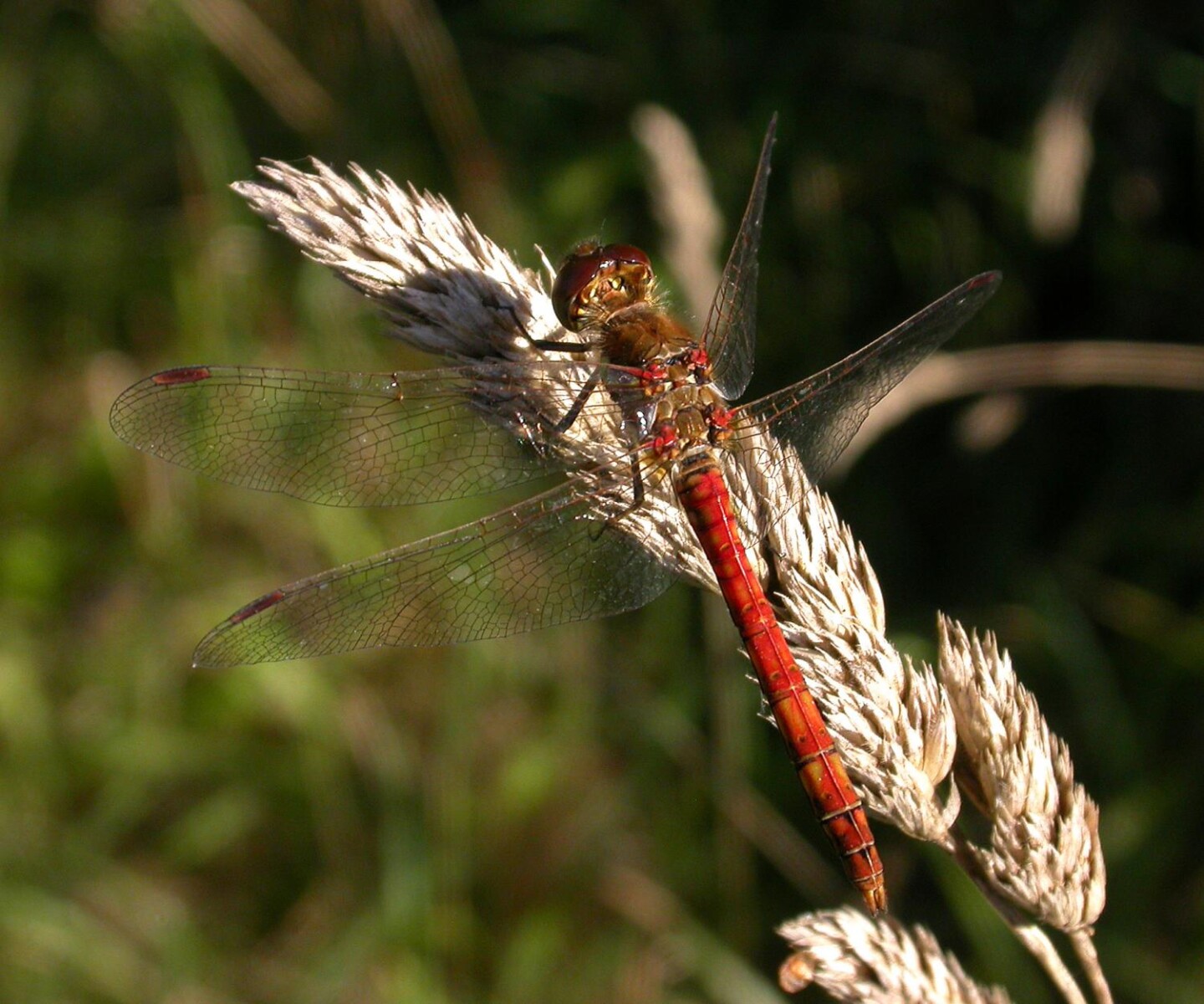 british-dragonflies.org.uk