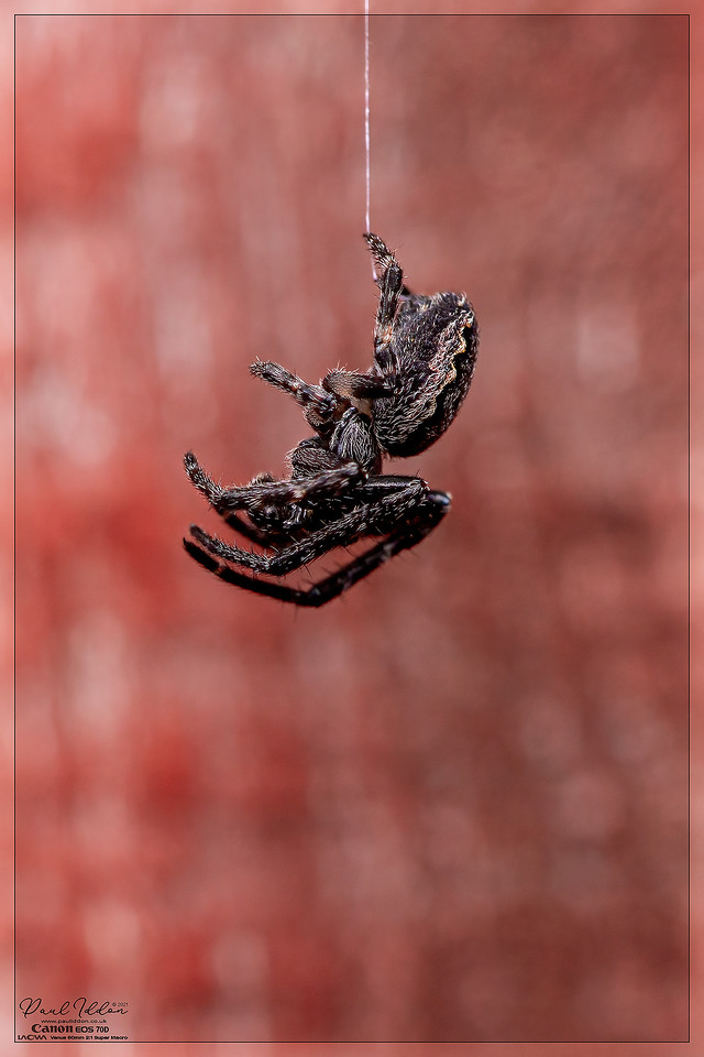 spiderman01_1400-X2.jpg
