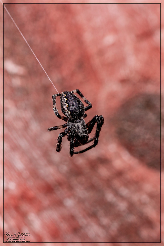 spiderman02_1400-X2.jpg