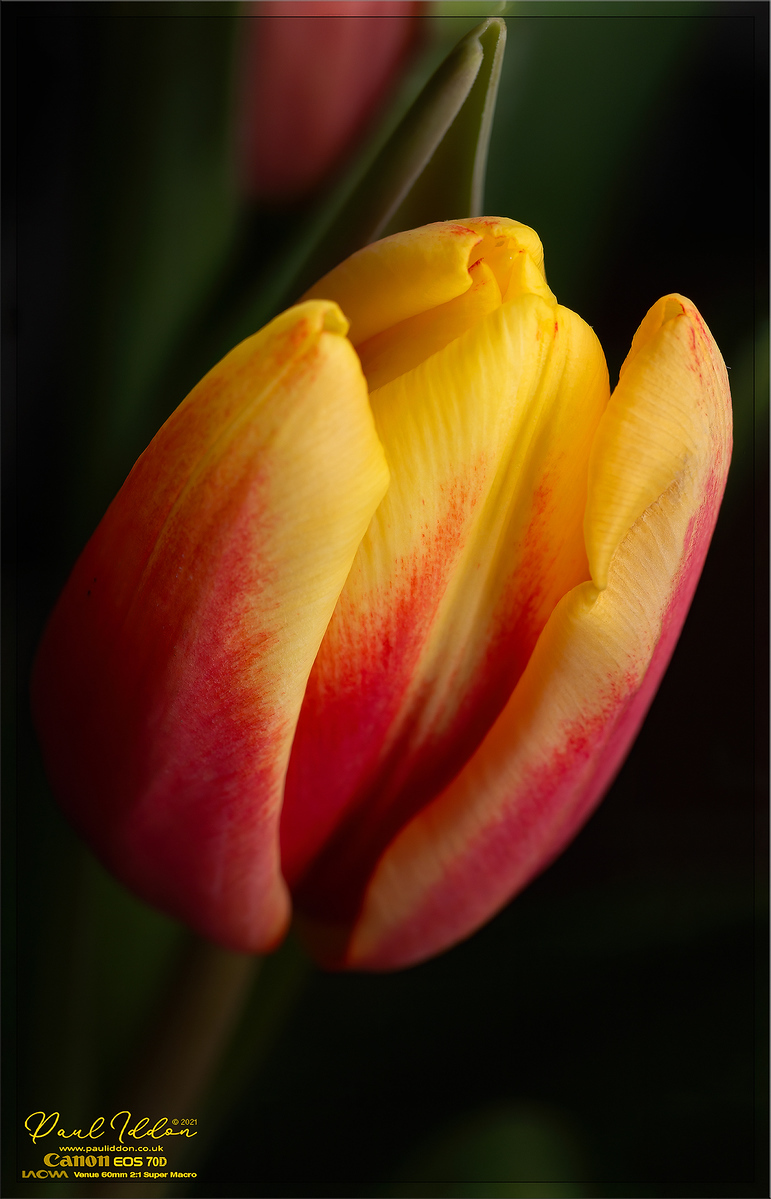 tulip14001-X3.jpg