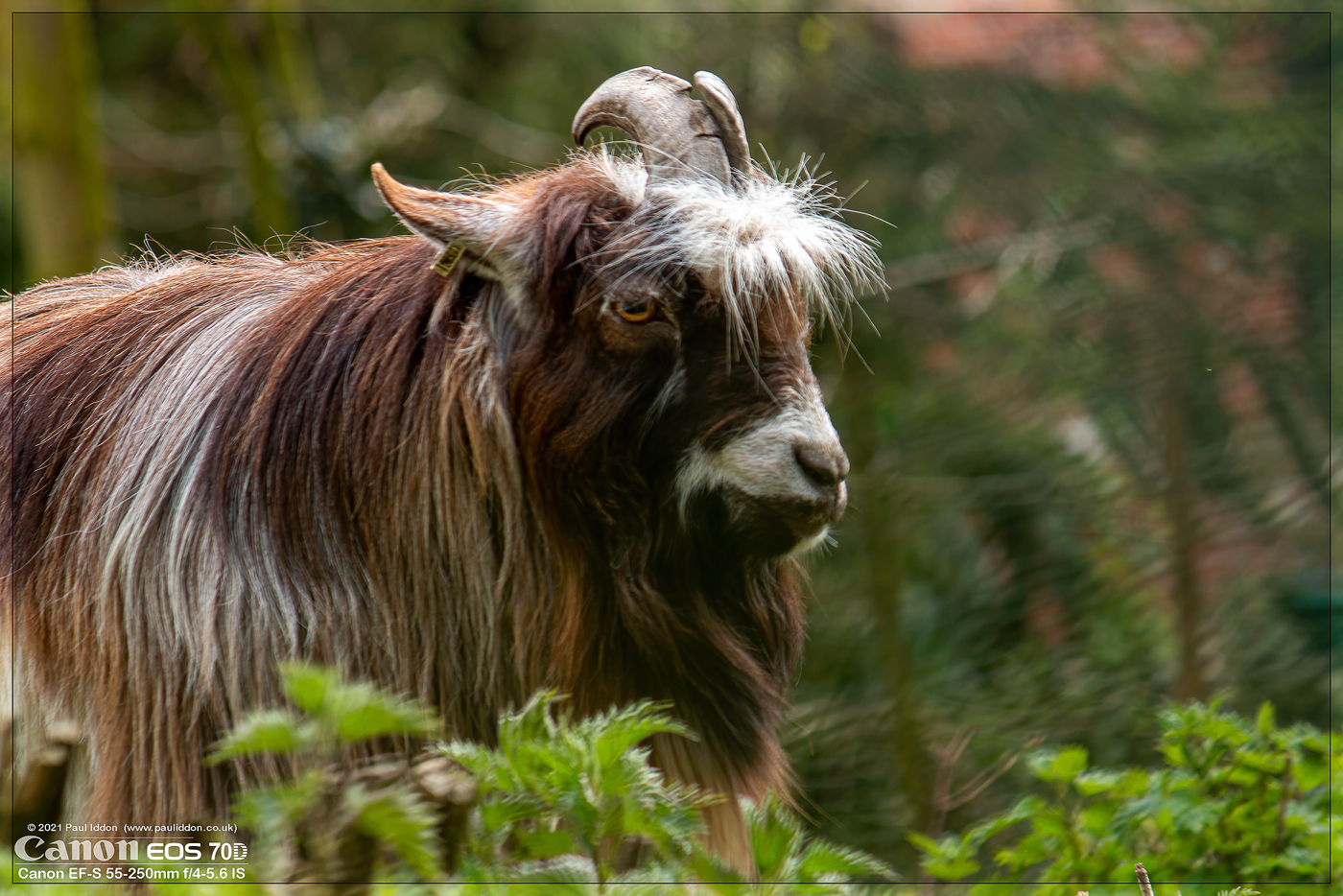 goat4_1400.jpg